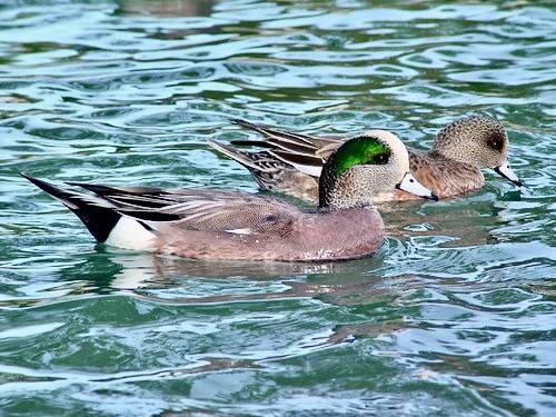 American Wigeon pair by howcheng is licensed under CC BY-SA 2.0